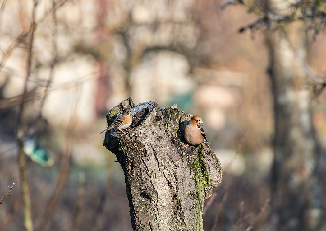 Birdgardening: Frosone e Peppola